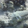 Picture taken during the dive