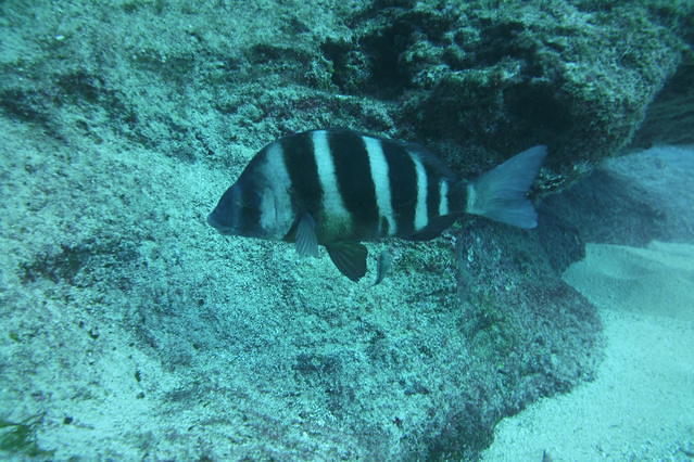 Punta Amanay - Dive Center in Spain