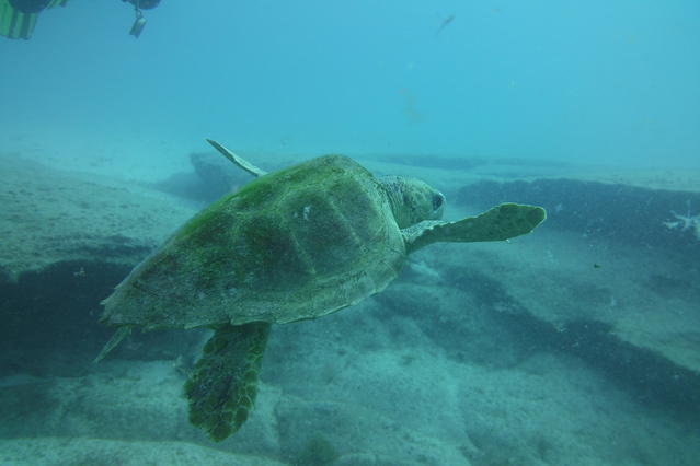 Punta Amanay - Dive Center in Spain