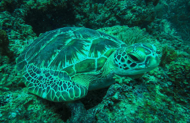 Buccaneer Diving - Dive Center in Tanzania