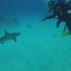 Picture taken during the dive