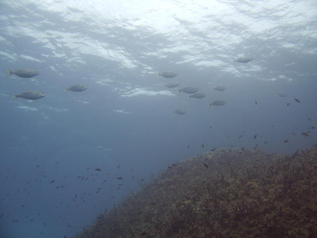Atlantis Diving - Dive Center in Greece