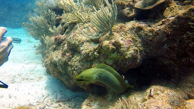 Belize Diving Services Ltd. - Dive Center
