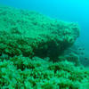 Picture taken during the dive
