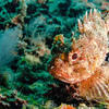Picture taken during the dive