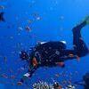 Picture taken during the dive