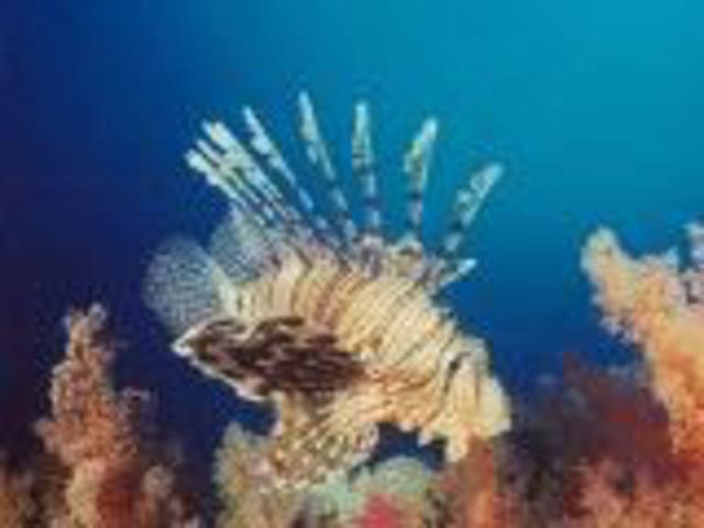 Desert Sea Divers - Dive Center in Saudi Arabia