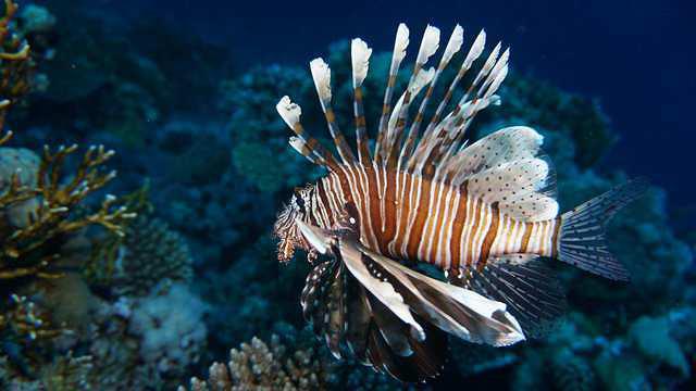 Island Scuba - Dive Center in Puerto Rico
