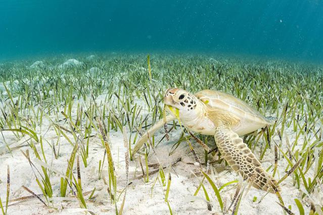 Diving in Puerto Rico, Rincon - By Maikoflynn