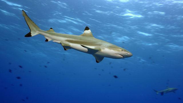 Calypso Reef Charters Pty Ltd - Dive Center in Australia