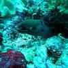 Picture taken during the dive