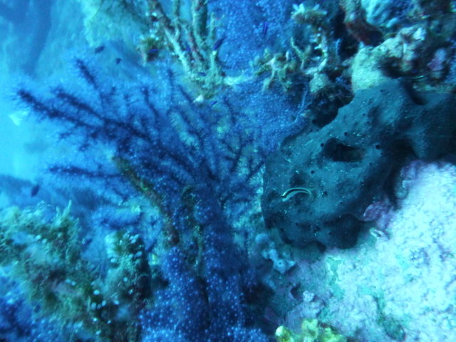 Ecole De Plongee De St Florent - Dive Center in France
