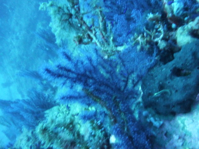 Ecole De Plongee De St Florent - Dive Center in France