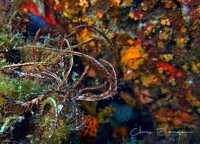 Espace Mer - Dive Center in France