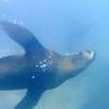 Picture taken during the dive