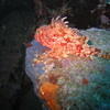 Picture taken during the dive