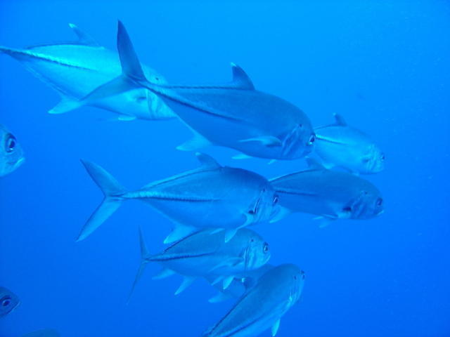 Dune Diving Center - Dive Center