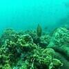 Picture taken during the dive