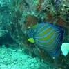 Picture taken during the dive