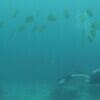 Picture taken during the dive