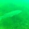 Picture taken during the dive