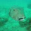 Picture taken during the dive