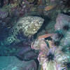 Picture taken during the dive