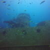 Picture taken during the dive