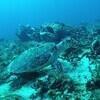 Picture taken during the dive
