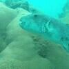Picture taken during the dive