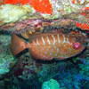 Picture taken during the dive