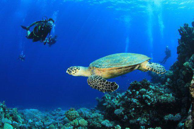 Eleuthera Plongee Tahiti - Dive Center in French Polynesia