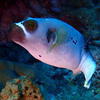 Picture taken during the dive