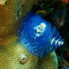 Picture taken during the dive