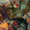 Picture taken during the dive