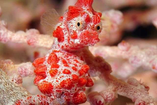 Diving in France, Ile des Pins - By Gibbs