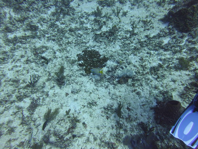 Dressel Divers Club - Dive Center