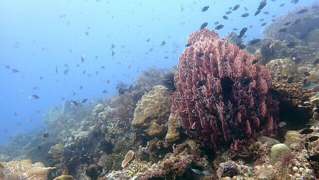 Scubaqua Dive Center - Dive Center