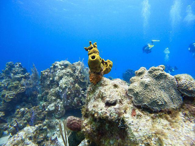Red Sail Sports - Dive Center in 开曼群岛