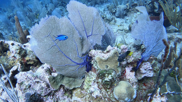 Indepth Watersports - Dive Center in Cayman Islands