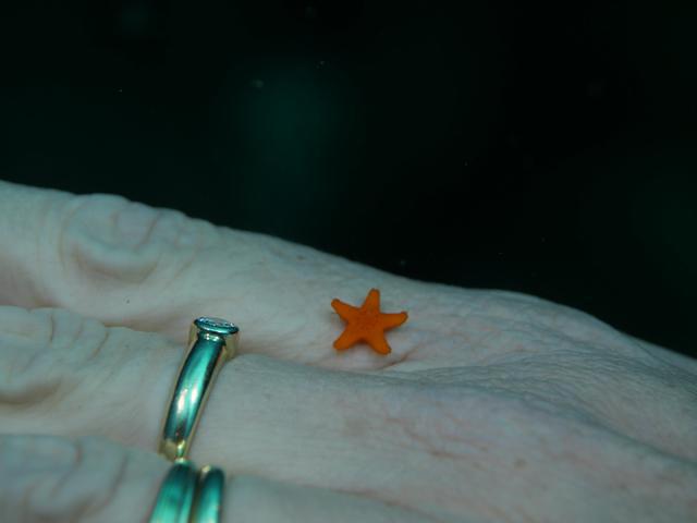 REDERIS PLONGEE - Dive Center in France
