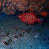 Picture taken during the dive