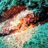 Picture taken during the dive