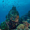 Picture taken during the dive