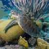 Picture taken during the dive