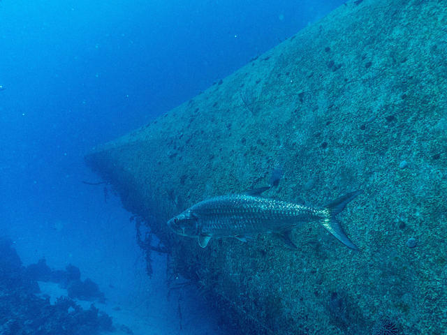 Buddy Beach & Dive Resort - Dive Center in Netherlands