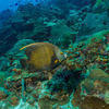 Picture taken during the dive