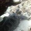 Picture taken during the dive