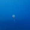 Picture taken during the dive