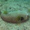 Picture taken during the dive